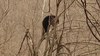 Riley Hunt Takes a Bear