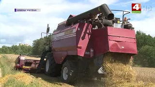 Уборочная кампания 2022 началась в Принеманьи. | Новости Гродно 08.07.2022