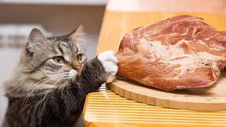 Funny Cats Stealing Food! Try Not To Laugh!