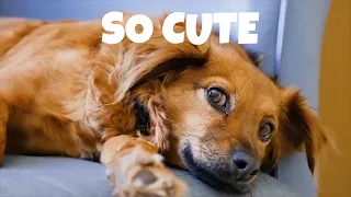 |Cute Animals for When You are Stressed, Relieve Stress by Watching These Cute Creatures|