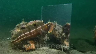 Sarcastic Fringehead attacks mirror 2 of 2