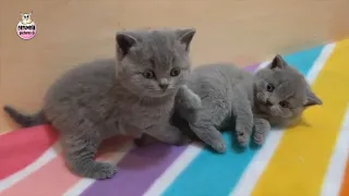 Little Kittens Having Fun 💖 Cute British Shorthair Kittens Playing Funny Lilac, Blue and Mother Cat