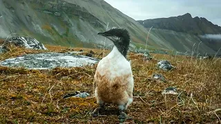 Tiny Guillemot Chick's Death-Defying First Flight | BBC Earth