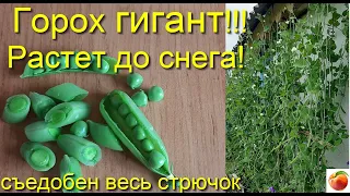 Горох гигант  растет 3 метра и более giant peas Сибирский Сад