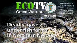 EcoTV 10 2016 Deadly gases under Lerøy Aurora fish farms in Northern Norway