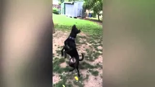 Собака не поймала мяч