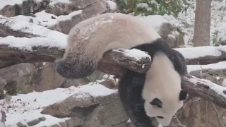 Панда и первый снег.