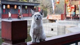 Follow  the cat to the Summer Palace see Siamese cat playing outside