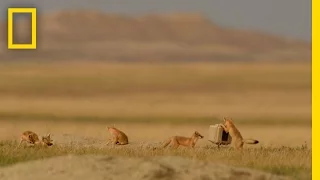Playful, Elusive Foxes Took Years to Capture on Camera | National Geographic