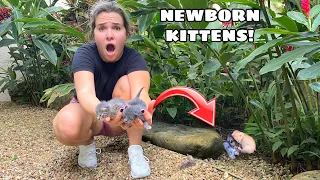 FOUND ORPHANED NEWBORN KITTENS!