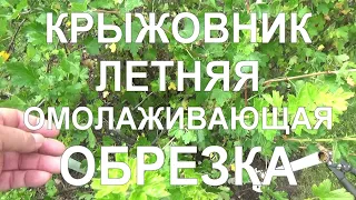 28 Летняя обрезка крыжовника! - омолаживание старого куста. Обработка и подкормка.