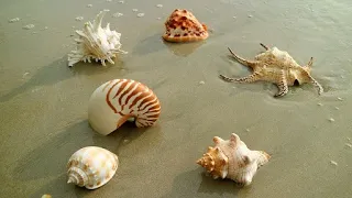 Inani beach, the hidden treasure of amazing Sea Shells. #seashell #seashells #beach #sea #viral