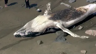 Dead whale washes up on Massachusetts beach