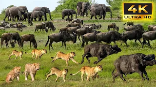 4K African Wildlife: Marakele National Park | Discover Beautiful Wild Animals With Beautiful Music