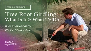 Tree Root Girdling--What Is It & What to Do by Tagawa Gardens & Mike Landers, ISA Certified Arborist