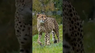 Cheetah 🐆 Walk Style