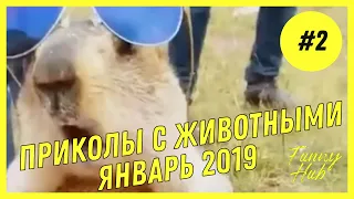 ЛУЧШАЯ ПОДБОРКА ПРИКОЛОВ С ЖИВОТНЫМИ #2 | ЛУЧШИЕ ПРИКОЛЫ ЗА ЯНВАРЬ 2019 ГОДА |  FUNNY HUB