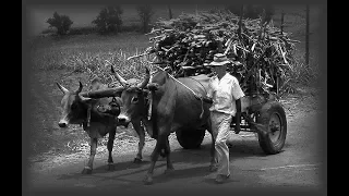 Extrait de "L'île de la Réunion" - 1966