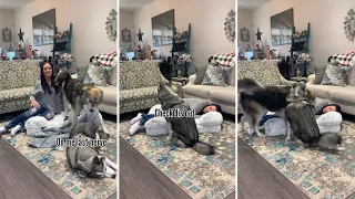 Huskies Sweet Reaction To Owner Laying in His Bed