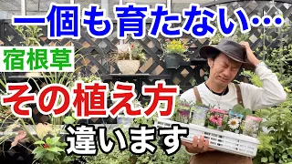 【それはダメ】宿根草普通に植えると二度と出てきません。　　　【カーメン君】【園芸】【ガーデニング】【花の大和】