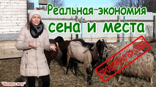 Опыт совместного содержания коз и овец без выпаса/Плюсы, минусы, выгода, эффективность.