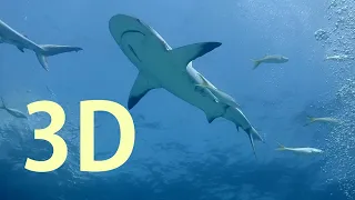 In 3D, Bahamas Sharks - An Underwater 3D Channel Film