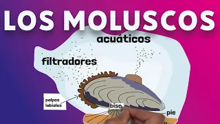 Los moluscos #videolección 1 ºeso