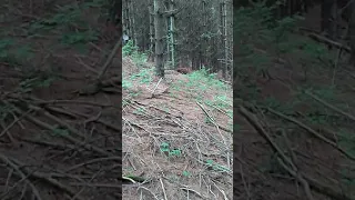 BIGFOOT SLEEPING (notclickbait)