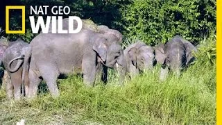 The Smallest Elephant on Earth | Wild Indonesia