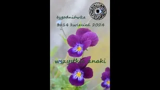 Tygodniowe czytanie 8-14 kwiecień 2024 tarot-Lenormand, taroskop, horoskop wszystkie znaki zodiaku