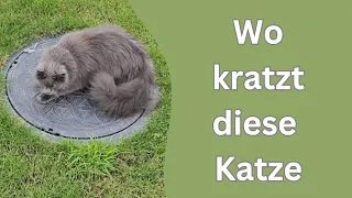 Wir warten einfach bis die Katze von allein aufhört zu schreien