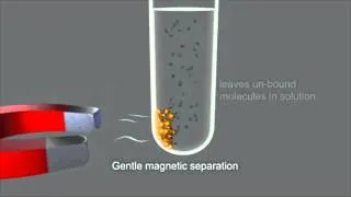 Magnetic Separation using Dynabeads®