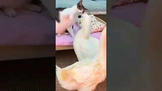 Ducks bully kittens! #cute ##funny （Click to watch the full version）