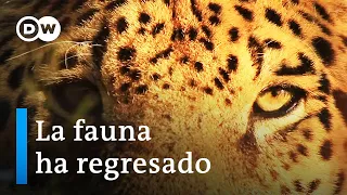 Argentina - El regreso de los jaguares | DW Documental