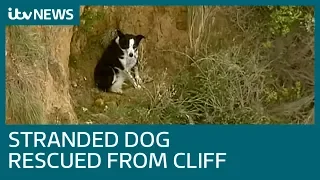 Stranded dog centre of rescue operation after getting stuck on cliff | ITV News