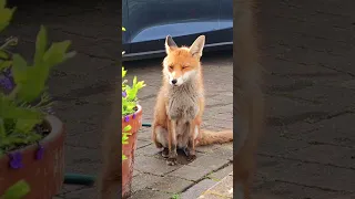 I Love The Colour Of Her Coat #foxes #wildfox #animals #urbanfoxes #redfox #cute #wildanimal