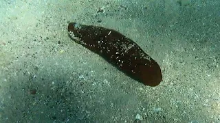 Eilat, Snuba Diving Center