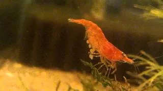 Red Cherry Shrimp laying eggs