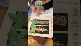 🌱 plant study on Mandragora Officinarum 🌱 #timelapse #painting #watercolor #sketchbook