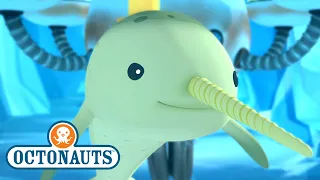 @Octonauts  - The Narwhal | Full Episode 20 | @OctonautsandFriends