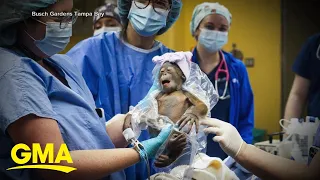 Baby orangutan born at Florida zoo