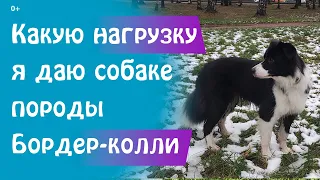 Прогулки с собакой породы бордер-колли | Как я трачу энергию Шанти