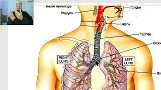 Introduction to anatomy for paramedical students  (Respiratory passage) , by Dr, Wahdan