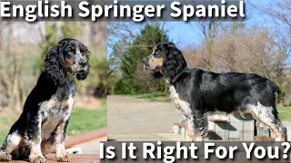 English Springer Spaniel | Is It Right For You?