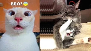 You Laugh You Lose 😂 Funniest Cats and Dogs 2023 😻🐶 Part 2