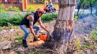 Cut down a standing, dead dry teak tree - split with a homemade serkel saw