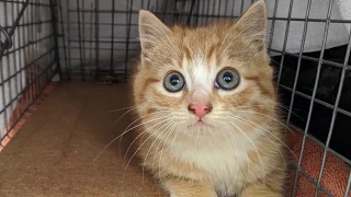 Kitten Rescued from Pipe