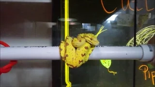 Green Tree Python...But it's Yellow