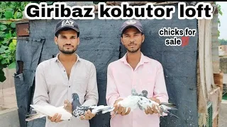 high flying.Giribaz kabutar🕊️.chicks for sale💯 in Maharashtra