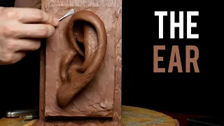 How to Sculpt the Ear